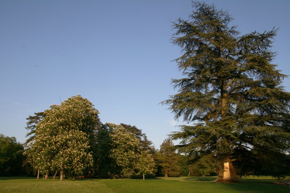 Arbre Roi