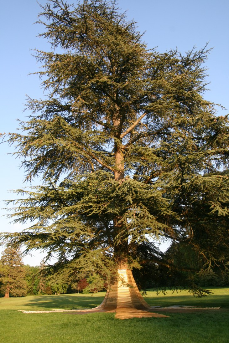 Arbre Roi